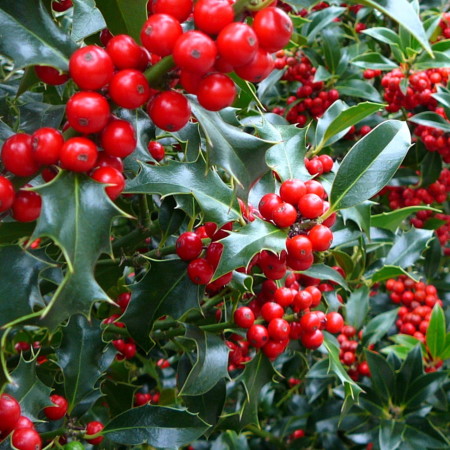 Ilex aquifolium ‘Alaska’ - scherpe hulst