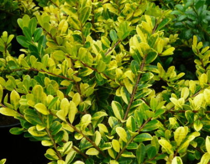 Ilex crenata ‘Golden Gem’ - Japanse hulst