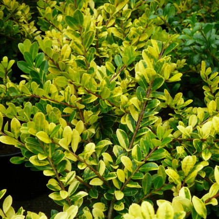 Ilex crenata ‘Golden Gem’ - Japanse hulst