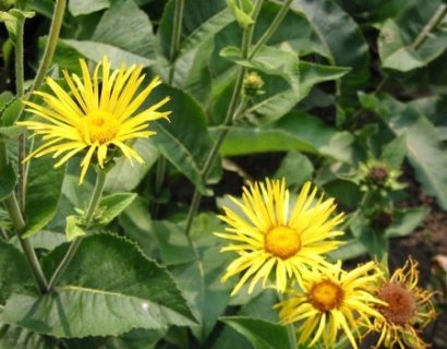 Inula helenium - griekse alant