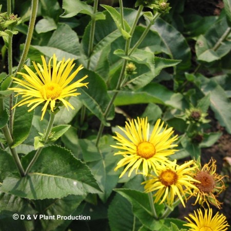 Inula helenium - griekse alant