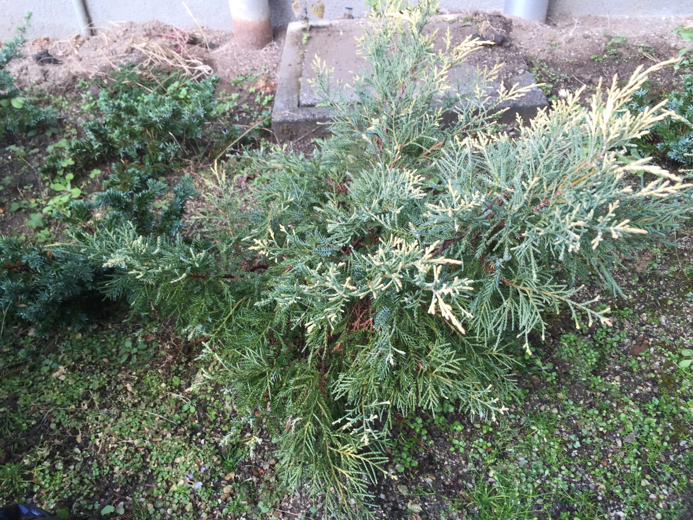 Juniperus media ‘Old Gold’ - jeneverbes