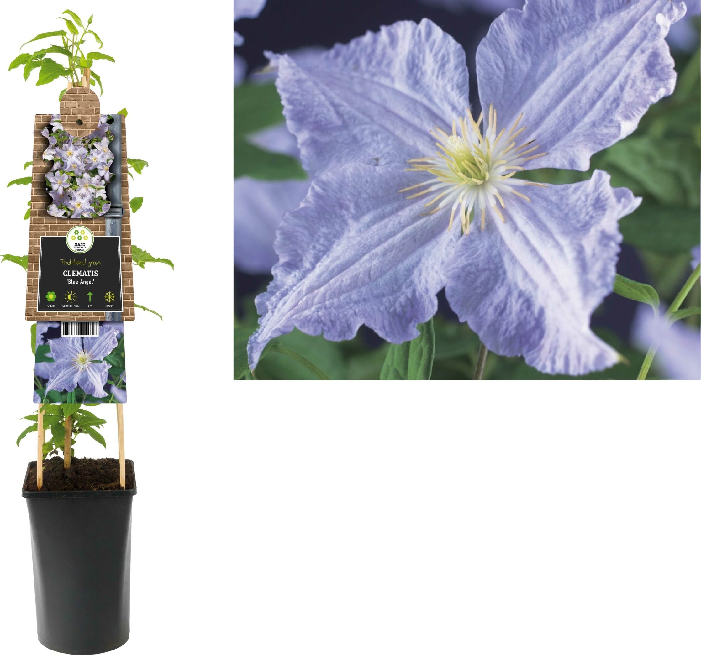 Clematis ‘Blue Angel’ - bosrank