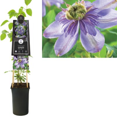 Clematis ‘Blue Light’ - bosrank