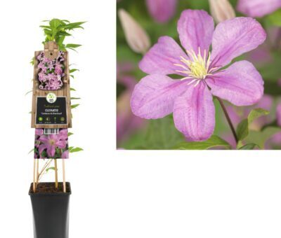Clematis ‘Comtesse de Bouchaud’ - bosrank