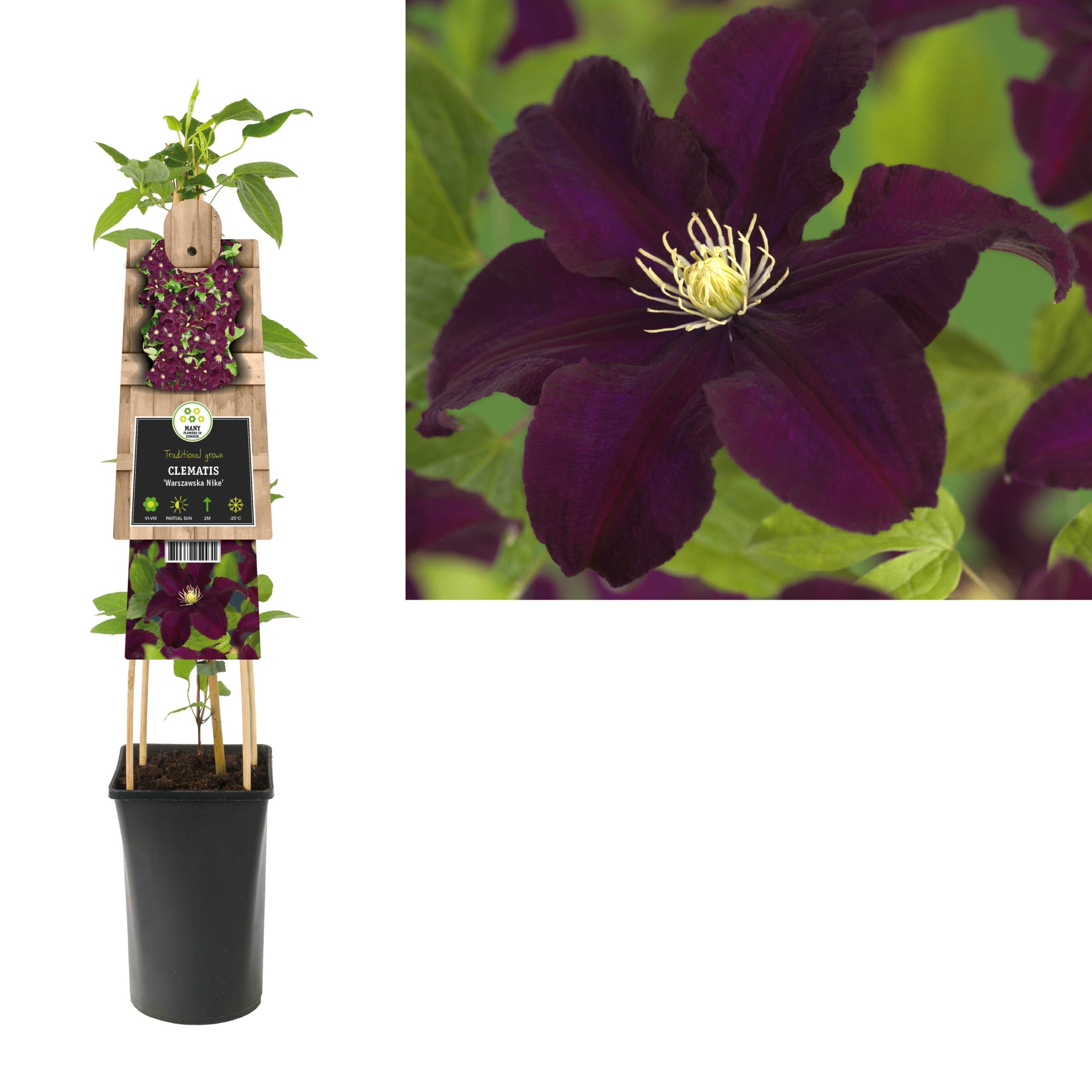 Clematis ‘Warszawska Nike’ - bosrank