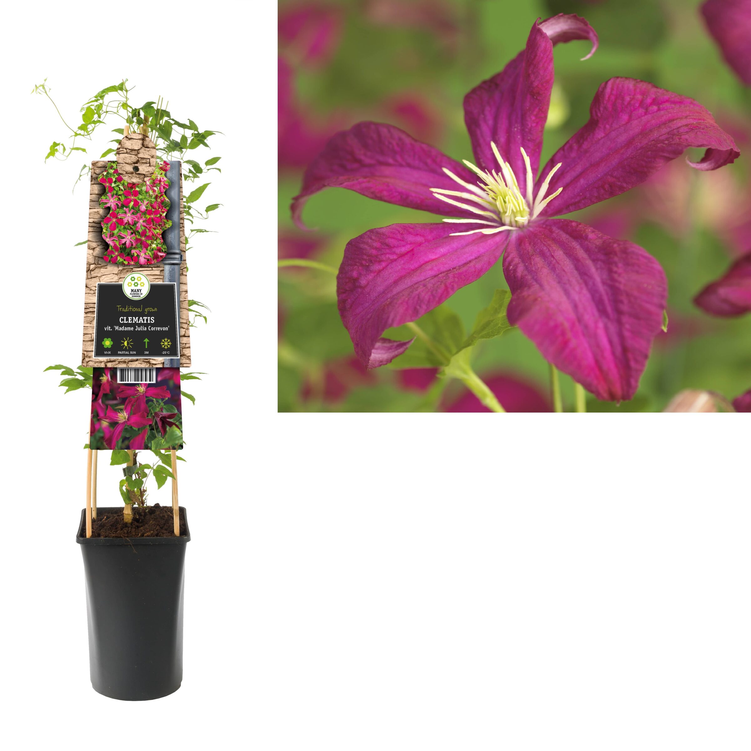 Clematis viticella ‘Julia Correvon’ - bosrank