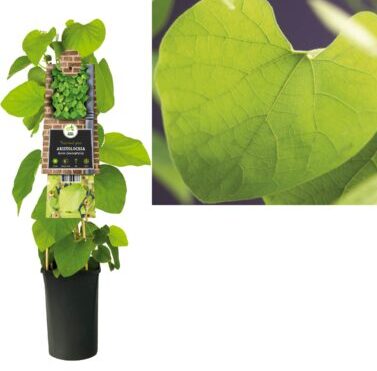 Aristolochia durior - duitse pijp