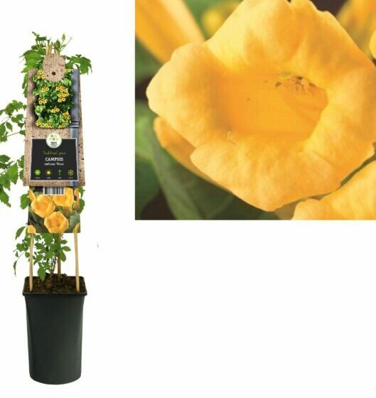 Campsis radicans ‘Flava’ - trompetklimmer