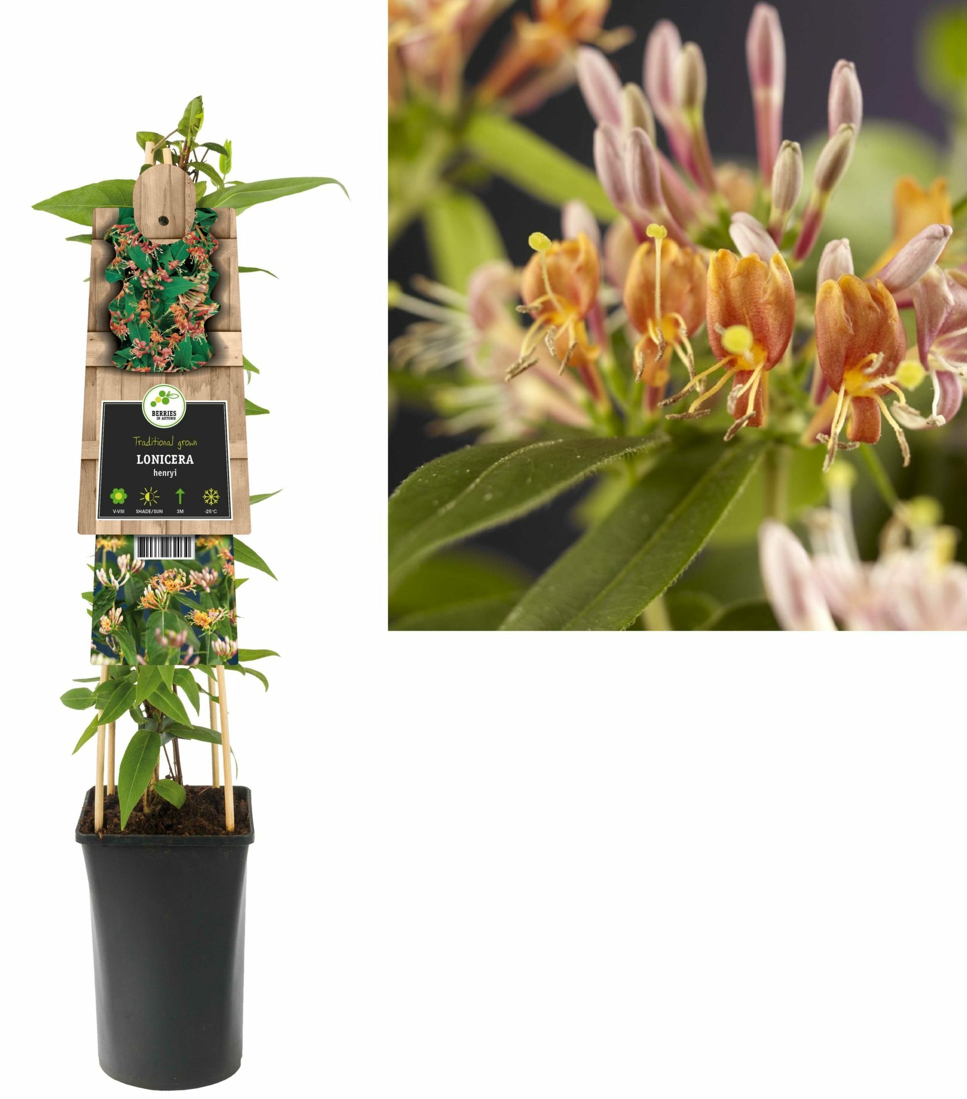 Lonicera henryi pot 2 liter