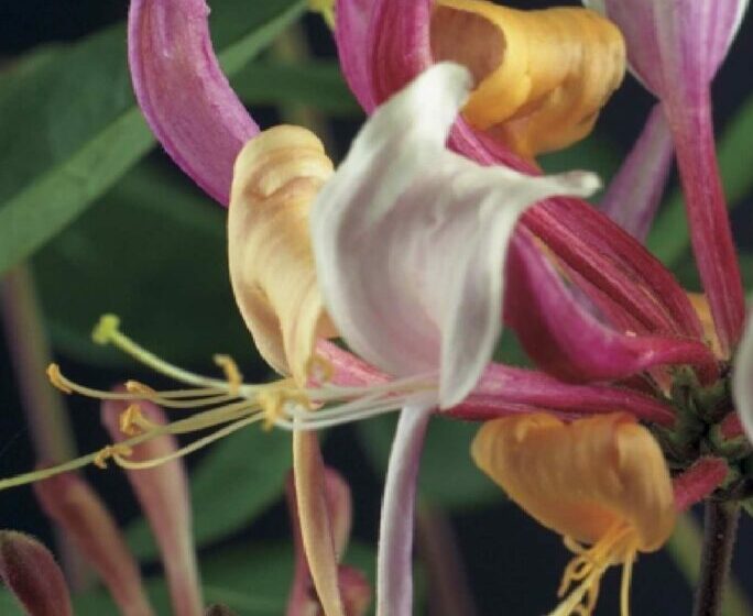 Lonicera periclymenum ‘Serotina’ - kamperfoelie