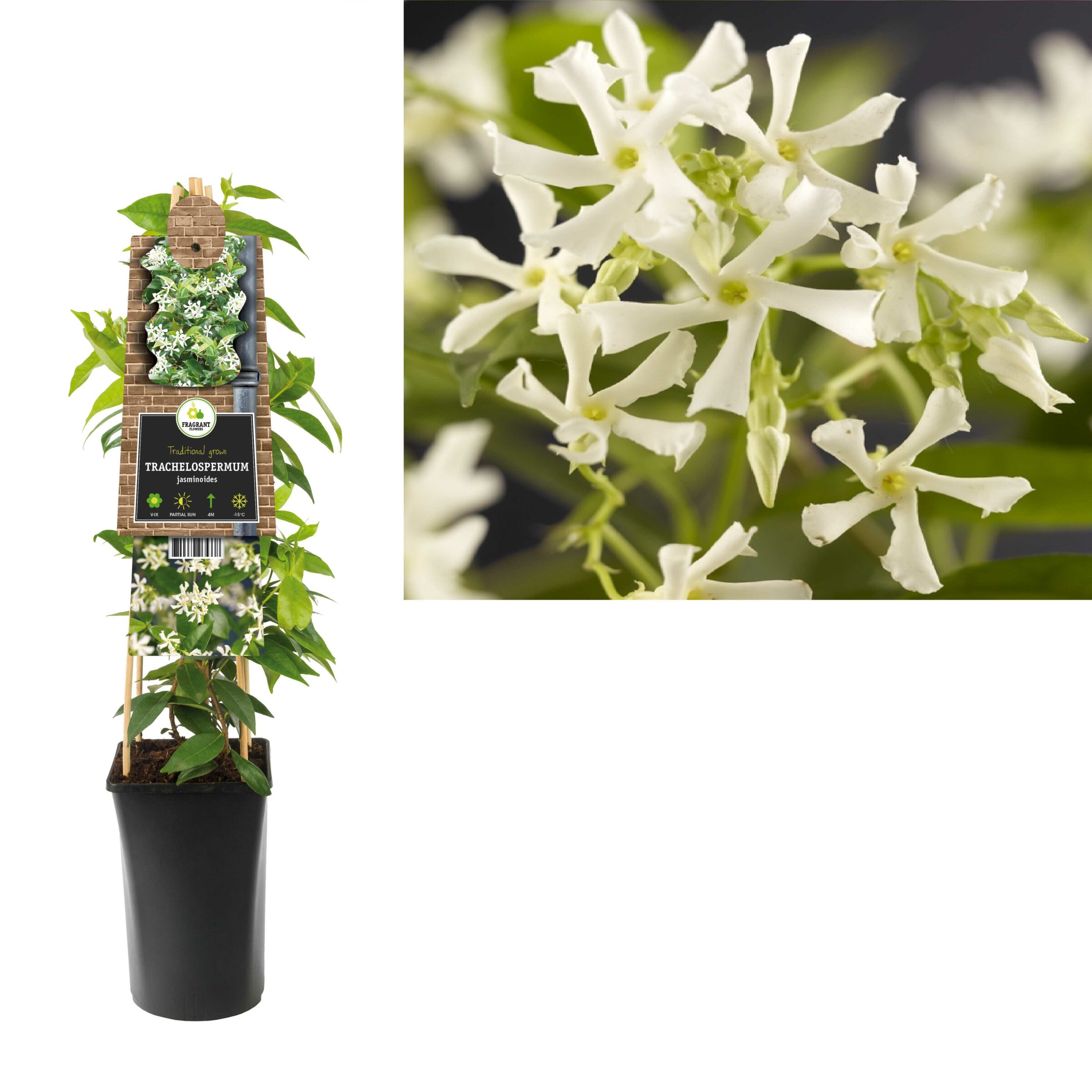 Trachelospermum jasminoides - toscaanse jasmijn