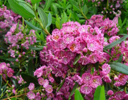 Kalmia angustifolia ‘Rubra’ - lepelstruik