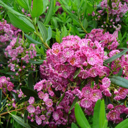 Kalmia angustifolia ‘Rubra’ - lepelstruik