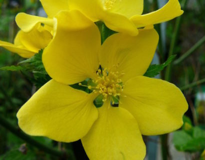 Kerria japonica ‘Golden Guinea’ - ranonkelstruik