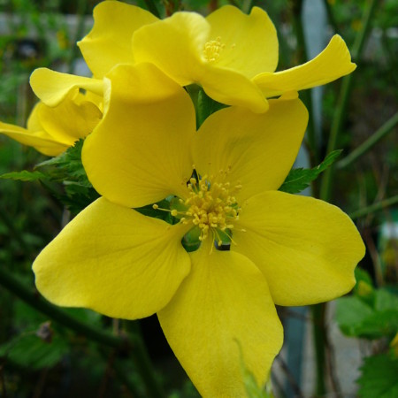 Kerria japonica ‘Golden Guinea’ - ranonkelstruik