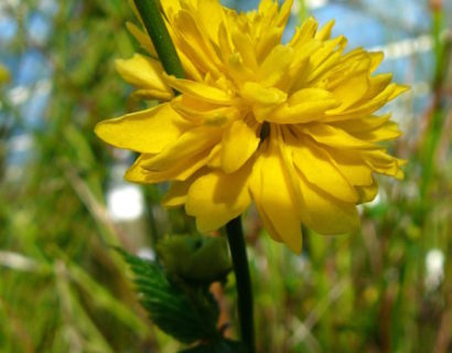 Kerria japonica ‘Pleniflora’ - ranonkelstruik