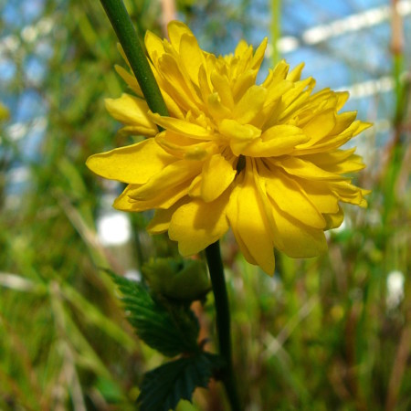 Kerria japonica ‘Pleniflora’ - ranonkelstruik