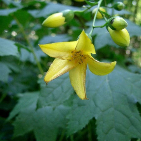 Kirengeshoma palmata - japanse wasbloem