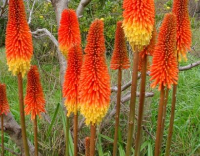Kniphofia uvaria ‘Royal Castle’ - vuurpijl