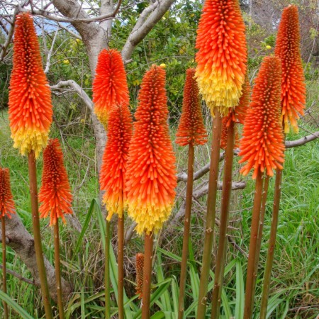 Kniphofia uvaria ‘Royal Castle’ - vuurpijl
