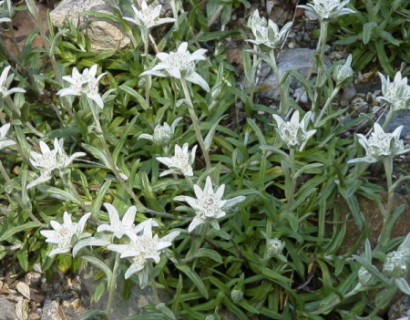 Leontopodium alpinum pot 2 liter - edelweiss