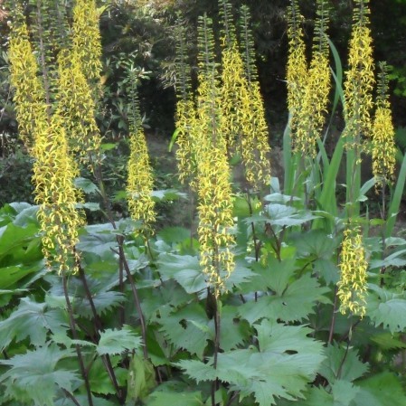 Ligularia przewalskii pot 2 liter