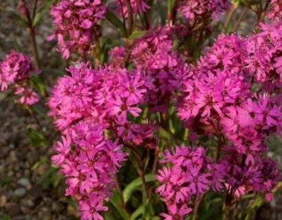 Lychnis alpina - koekoeksbloem / brandende liefde