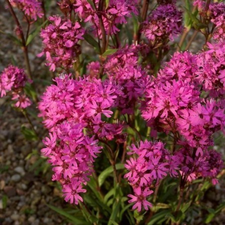 Lychnis alpina - koekoeksbloem / brandende liefde