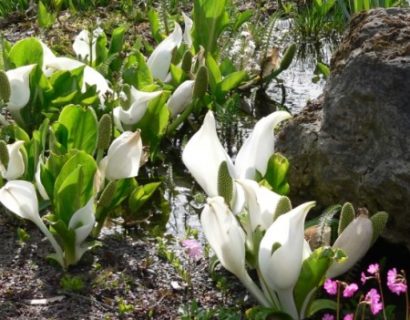 Lysichiton camtschatcensis - moerasaronskelk