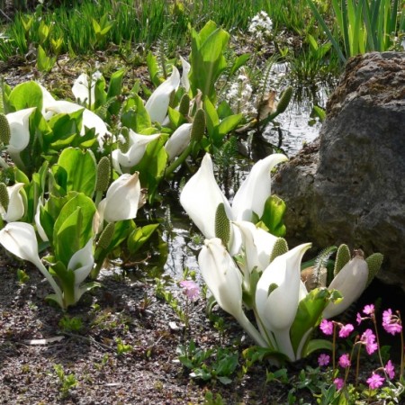 Lysichiton camtschatcensis - moerasaronskelk