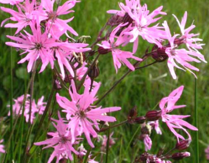 Lychnis flos-cuculi - waterlobelia