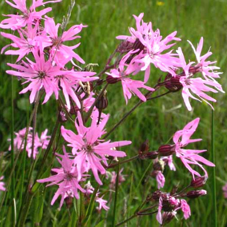 Lychnis flos-cuculi - waterlobelia