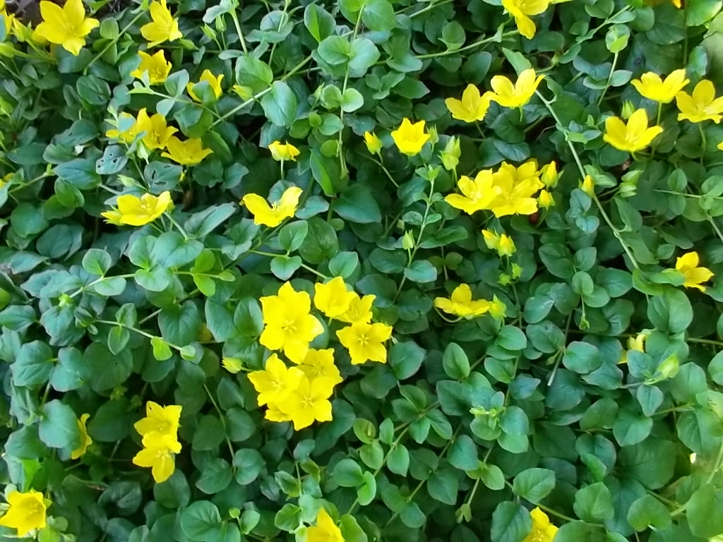 Lysimachia nummularia.