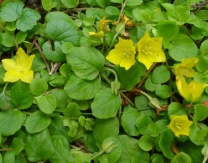 Lysimachia nummularia - penningkruid