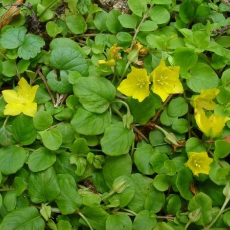 Lysimachia nummularia - penningkruid