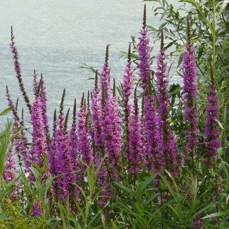 Lythrum salicara - kattestaart