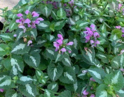 Lamium maculatum ‘Roseum’ - dovenetel / siernetel