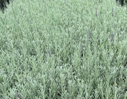 Lavandula angustifolia ‘Silver Mist’ - lavendel