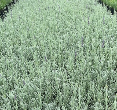 Lavandula angustifolia ‘Silver Mist’ - lavendel