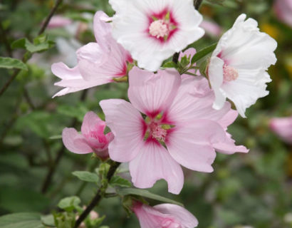 Lavatera ‘Barnsley Baby’ (grote pot) - Lavendel