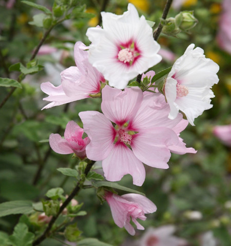 Lavatera ‘Barnsley Baby’ (grote pot) - 