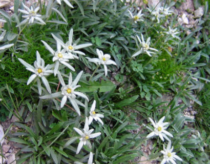 Leontopodium alpinum (grote pot) - edelweiss
