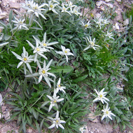 Leontopodium alpinum (grote pot) - edelweiss