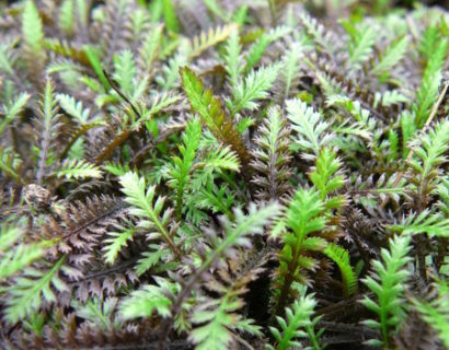 Leptinella potentillina ‘Platt’s Black’ - speldenkussenplant