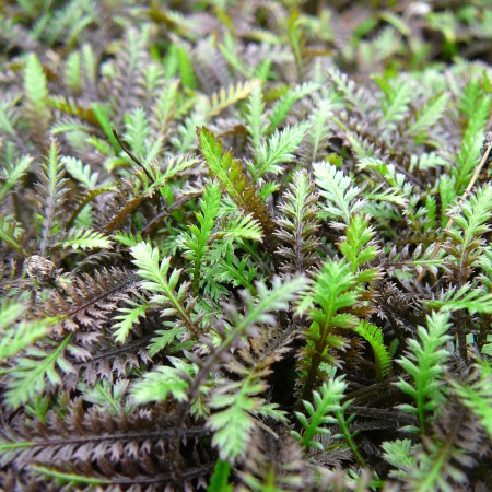 Leptinella potentillina ‘Platt’s Black’ - speldenkussenplant