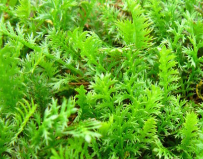 Leptinella squalida - speldenkussenplant