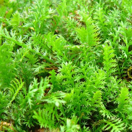 Leptinella squalida - speldenkussenplant