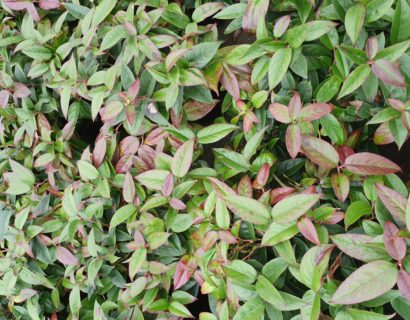 Leucothoë ‘Lovita’