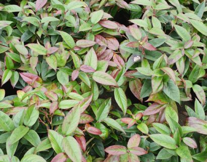 Leucothoë ‘Lovita’ - druifheide